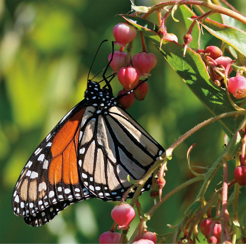 A monarch butterfly hangs on a branch of flower/fruit buds