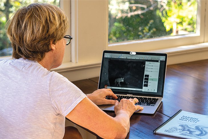 Ann Maddox, a volunteer with Marin Wildlife Watch, processes wildlife camera images from her home. Photo by Emily Harwitz.