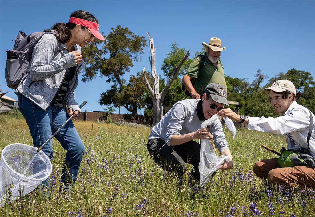 A park staff member and a small group of volunteers hold insect nets in a grassy field during a Tamalpais Bee Lab and Pollinator Week event at Mount Tamalpais. Photo by Kelly Sullivan.