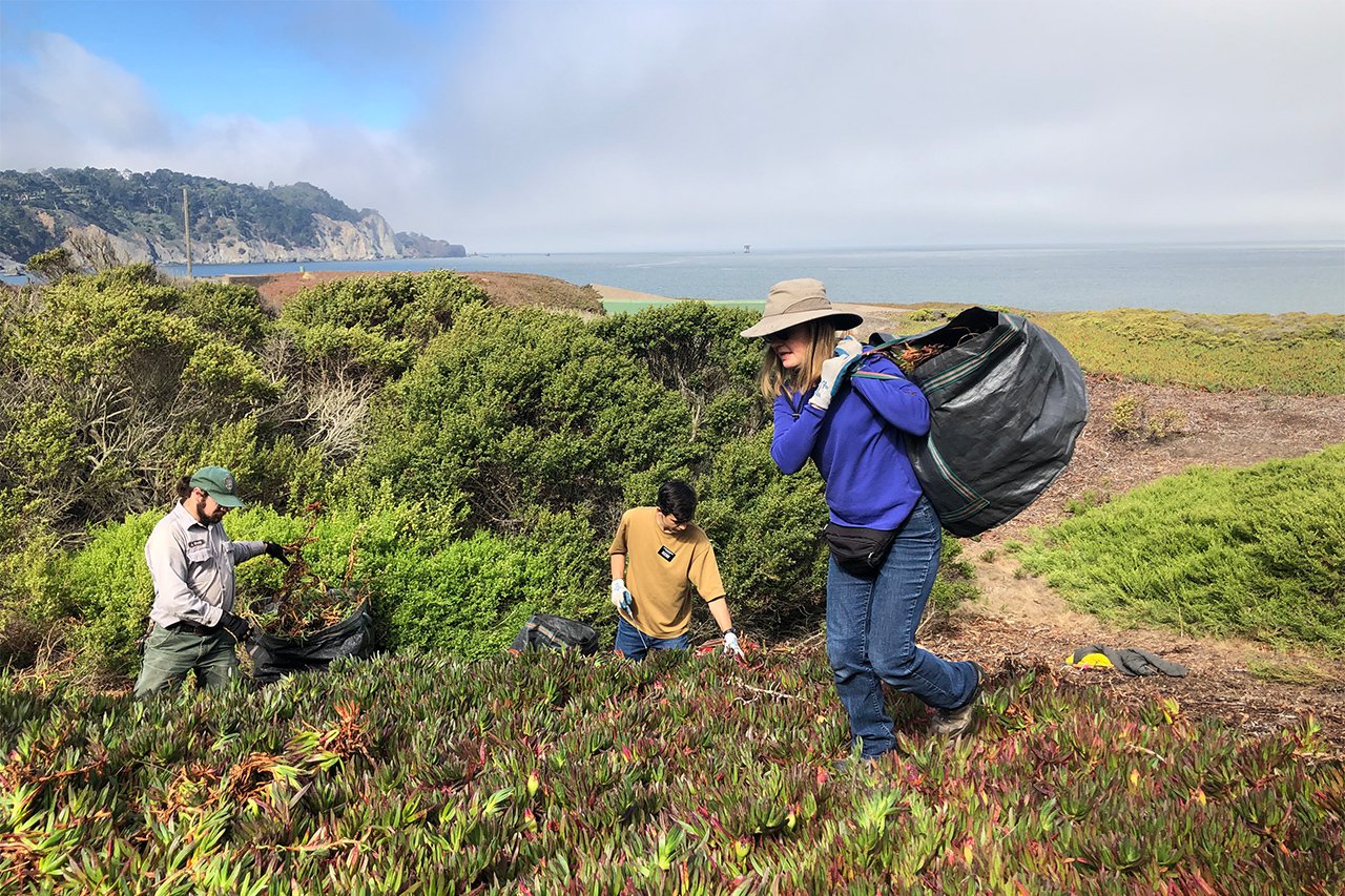 Volunteers and park staff tidy up coastal foiliage overlooking Baker Beach at SF Bay.