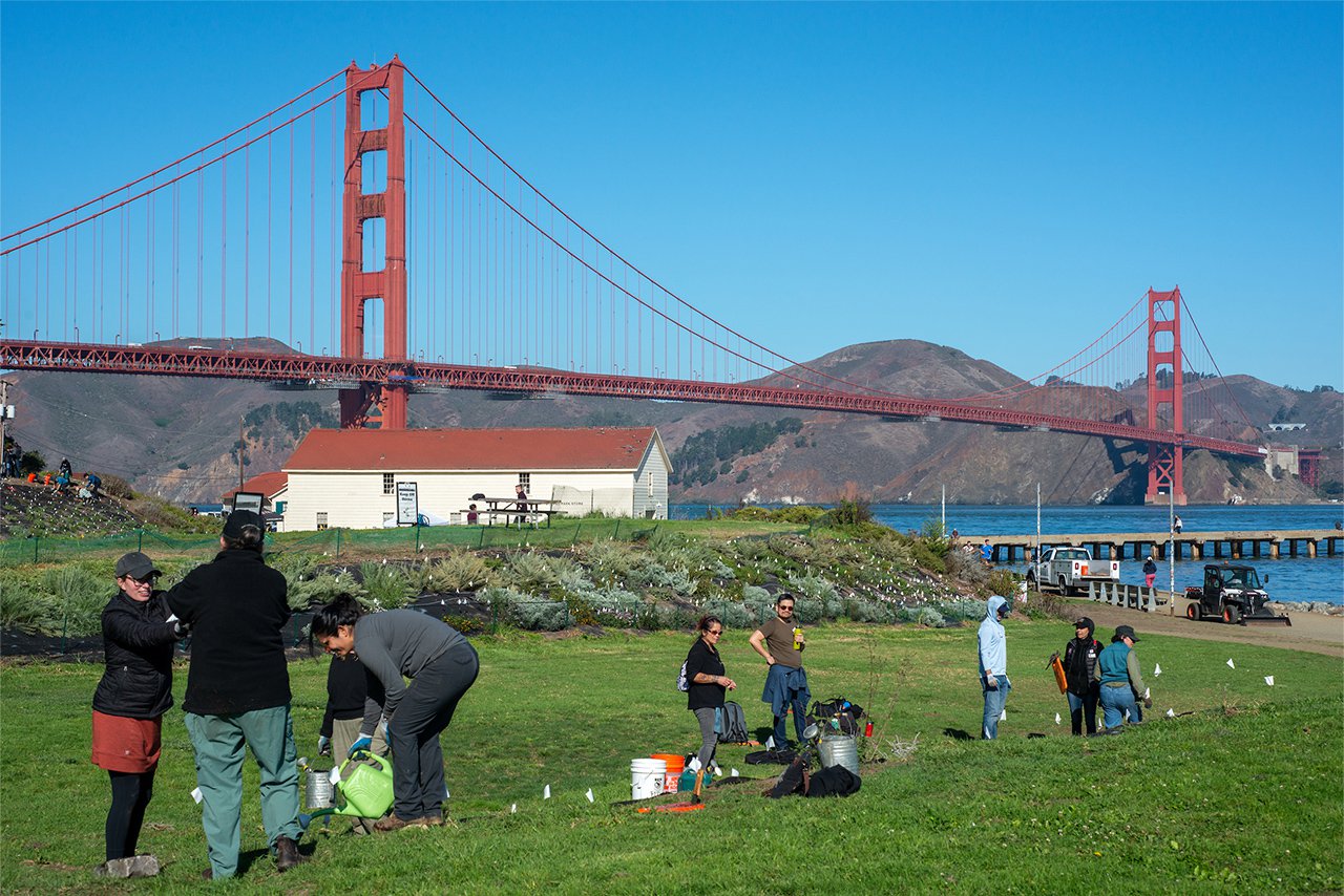 Volunteers and park staff participate in a stewardship event at Crissy Field against a backdrop of Golden Gate Bridge and blue sky. Photo by Russell Bombon.